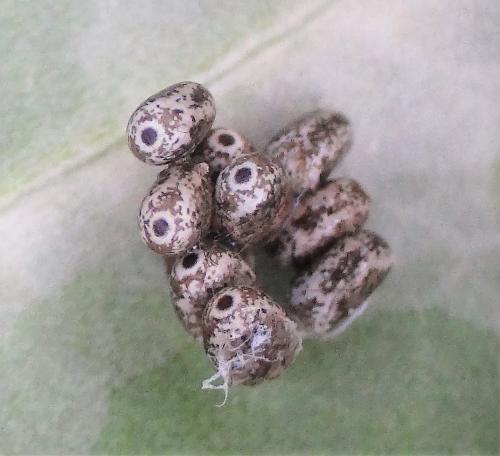 Poecilocampa populi